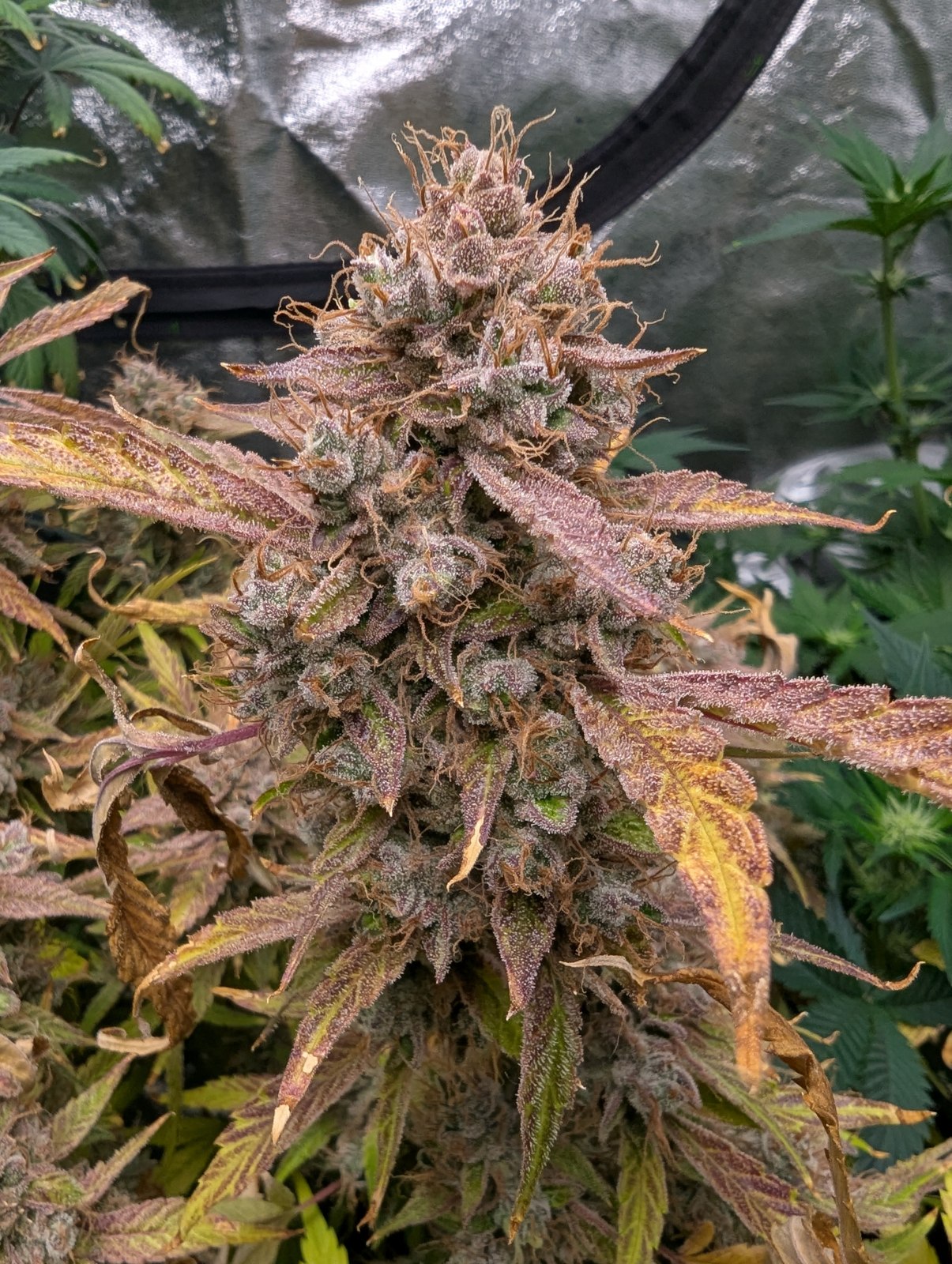Garlilocks ΔG grown by DetroitDarren