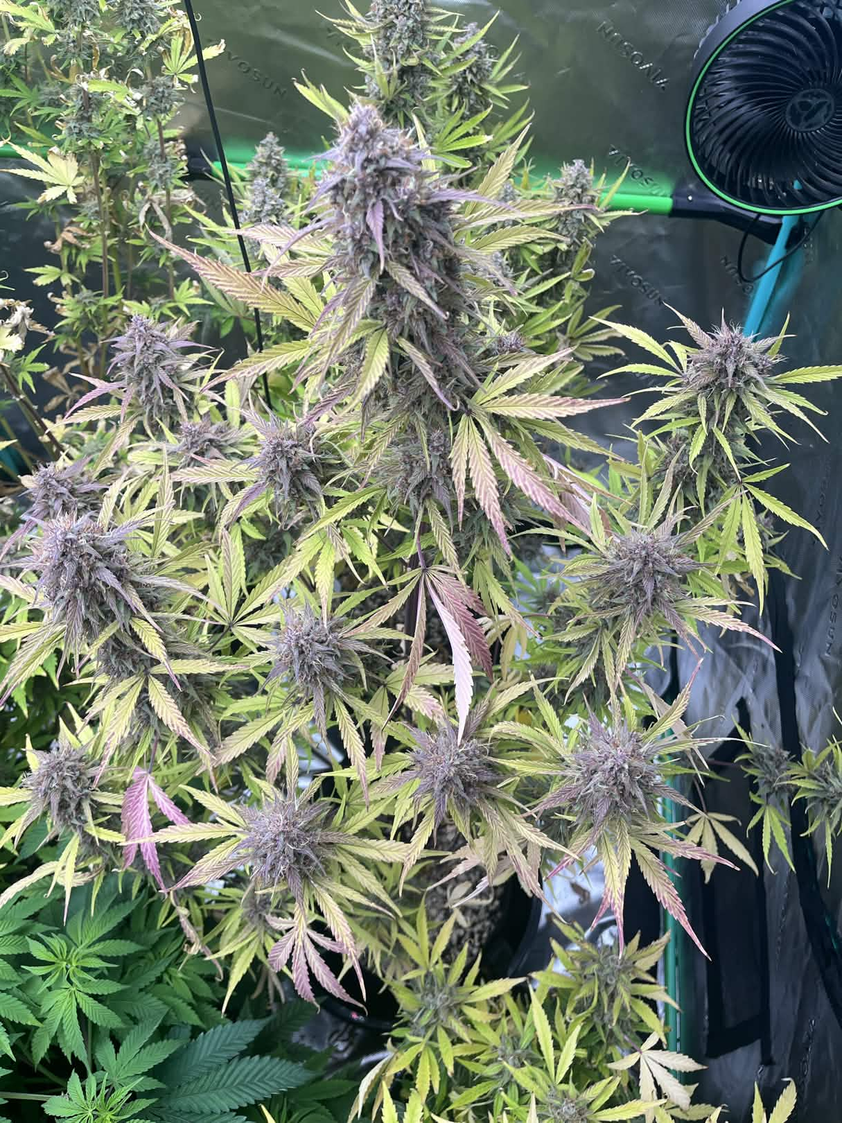 GMO x Dark Jedi photo posted by Thomas Denison