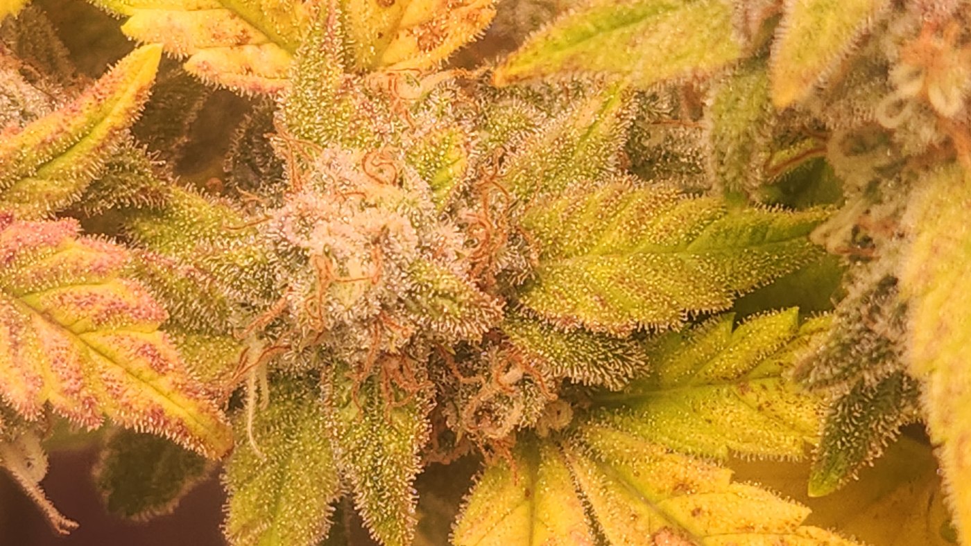 Orange Warp grown by McDee