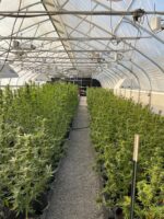 Babyoda Dosi Dub Auto Fems Indica Dominant Hybrid - Image 4