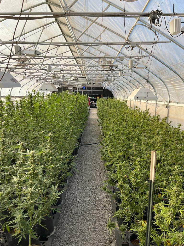 Babyoda Dosi Dub Auto Fems Indica Dominant Hybrid - Image 4