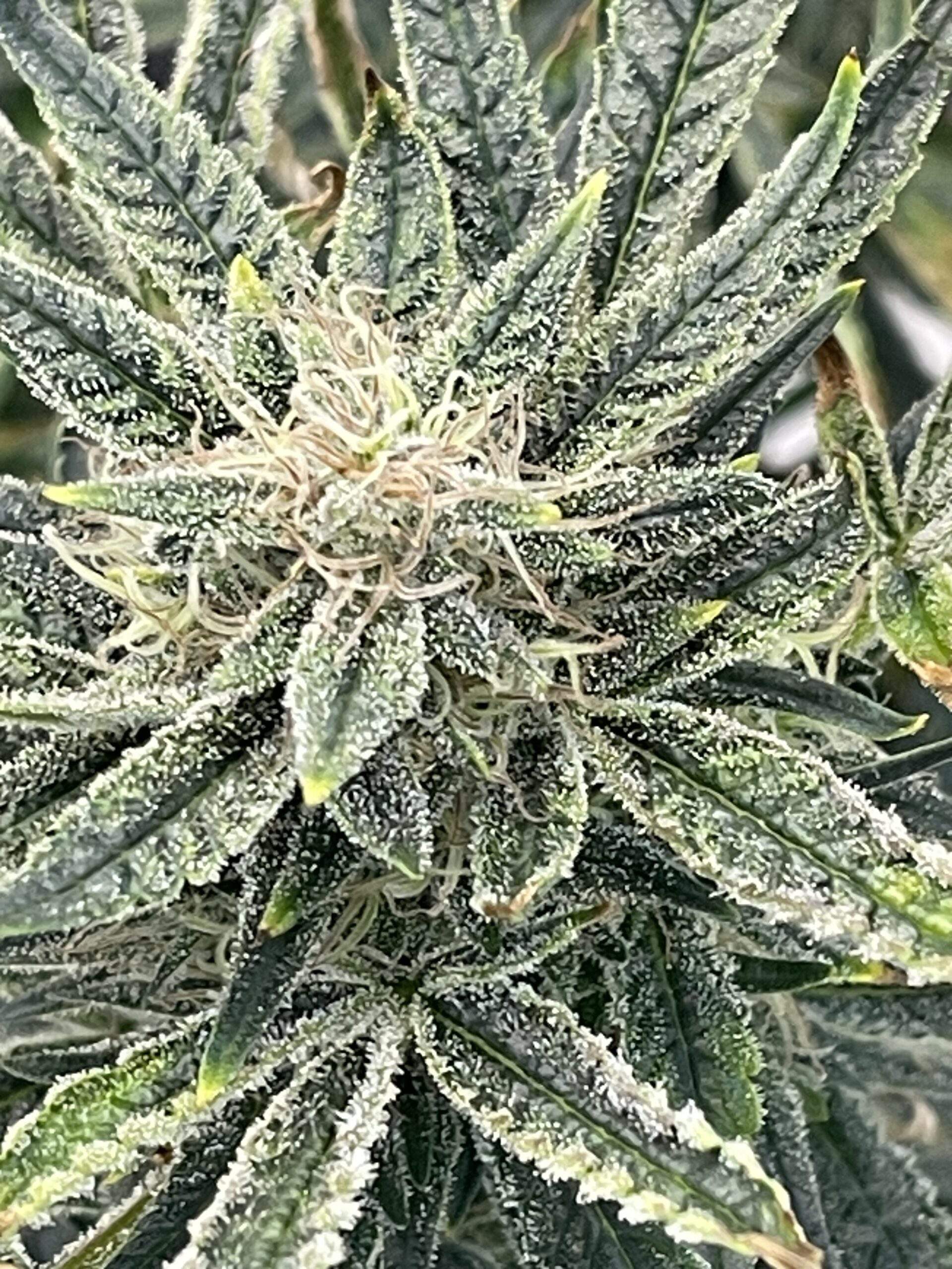 Triple Double Dosi G Auto Fems Sativa Dominant Hybrid - Image 5