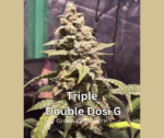 Triple Double Dosi G Auto Fems Sativa Dominant Hybrid