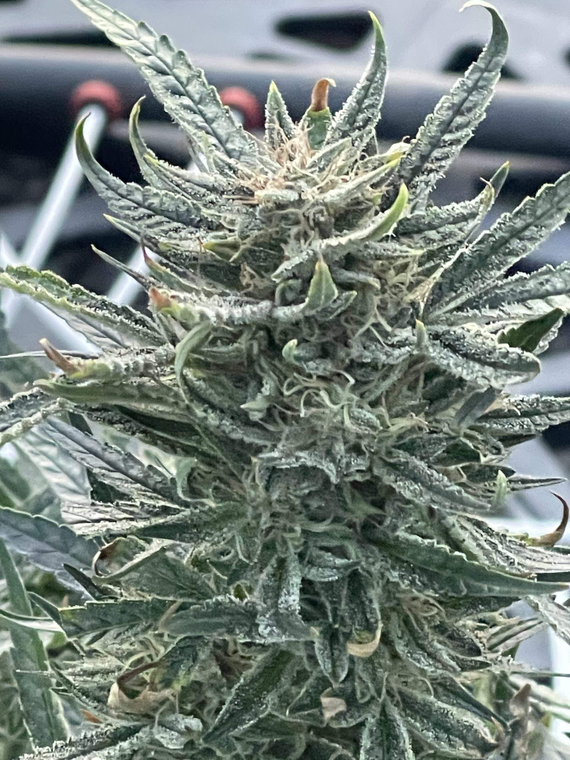 Triple Double Dosi G Auto Fems Sativa Dominant Hybrid - Image 4