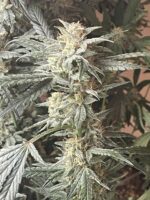 Babyoda Dosi Dub Auto Fems Indica Dominant Hybrid - Image 6
