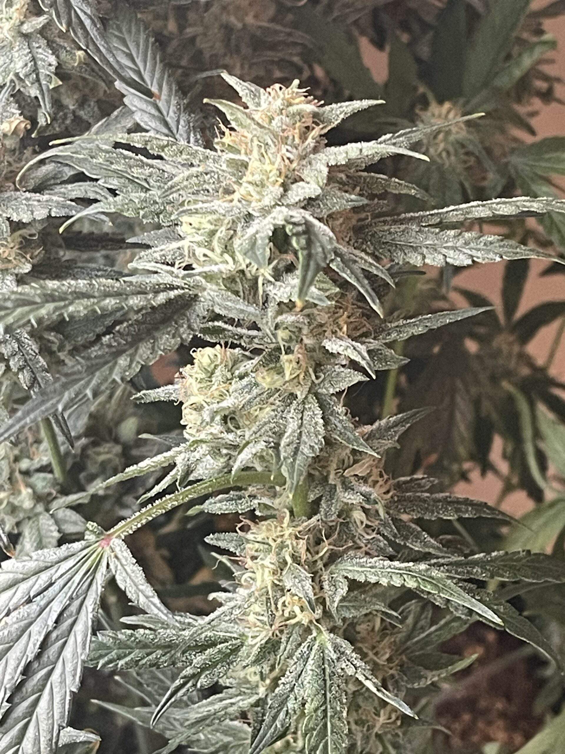 Babyoda Dosi Dub Auto Fems Indica Dominant Hybrid - Image 6