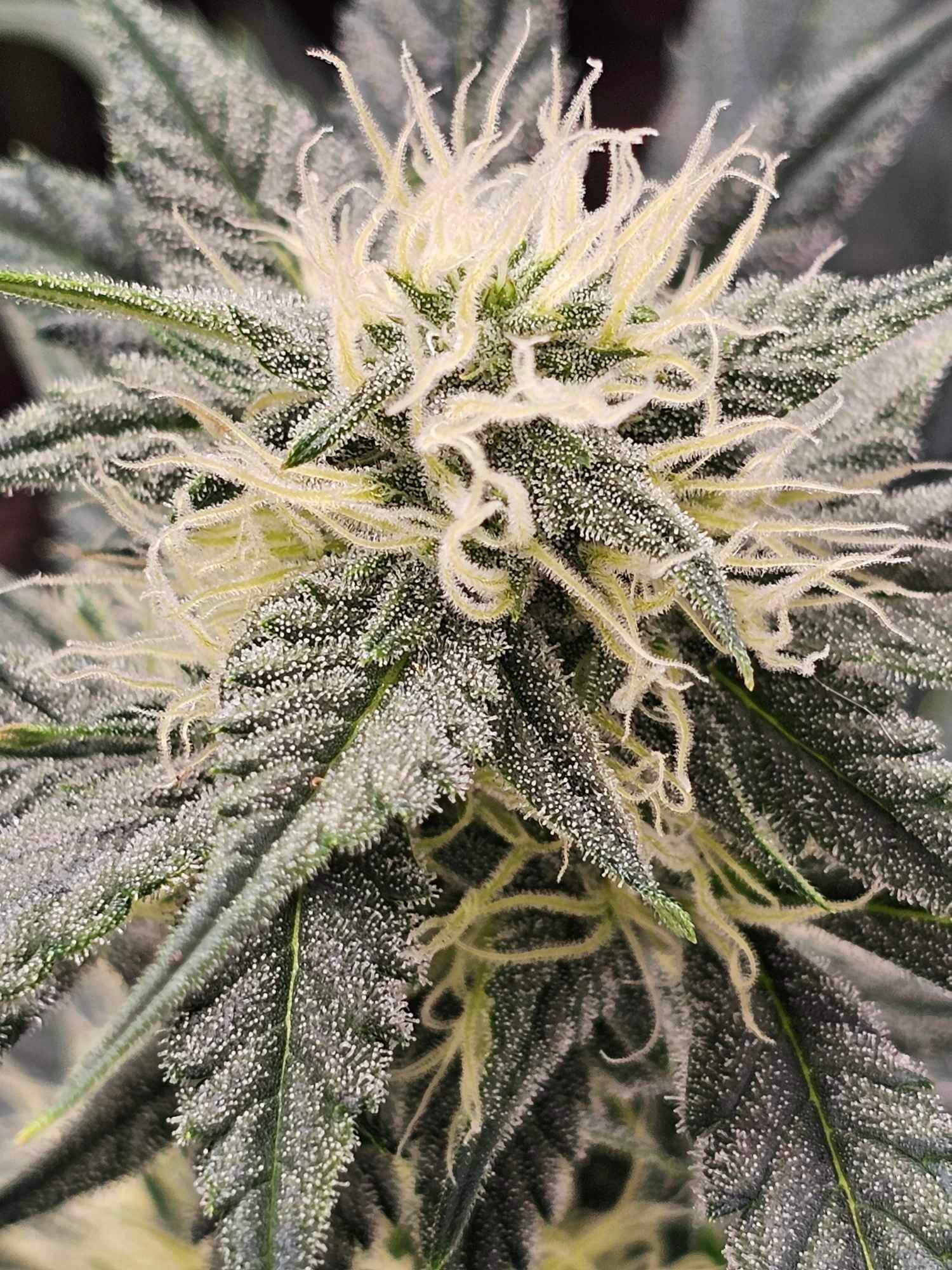 Babyoda Dosi Dub Auto Fems Indica Dominant Hybrid - Image 7