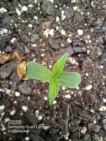 Triple Double Dosi G Auto Fems Sativa Dominant Hybrid - Image 2