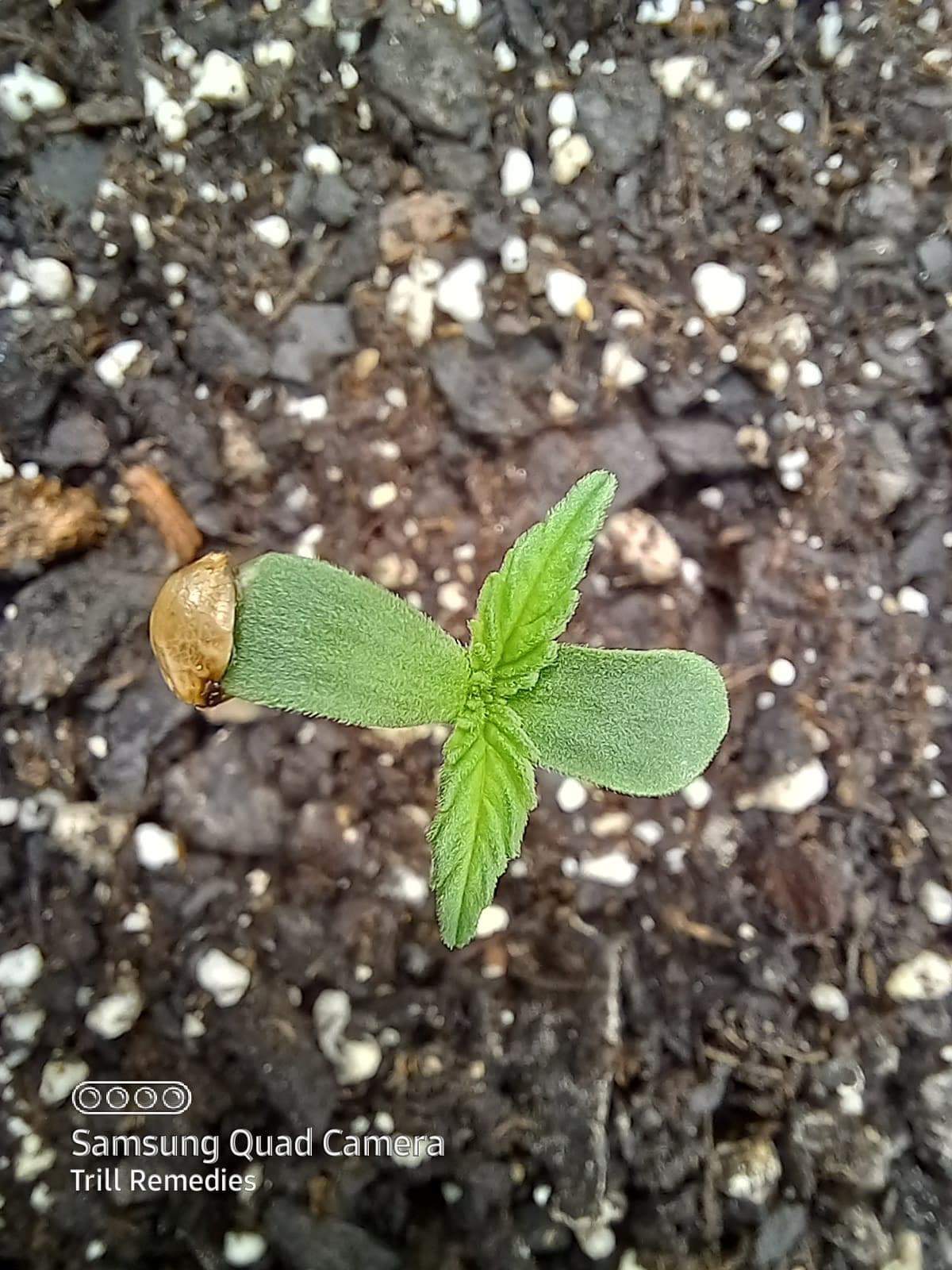 Triple Double Dosi G Auto Fems Sativa Dominant Hybrid - Image 2