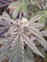 Double Crack Auto Fems - Image 2