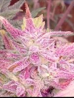 Grimey Bubblegum Auto Regulars Sativa Dominant Hybrid With Slap - Image 3