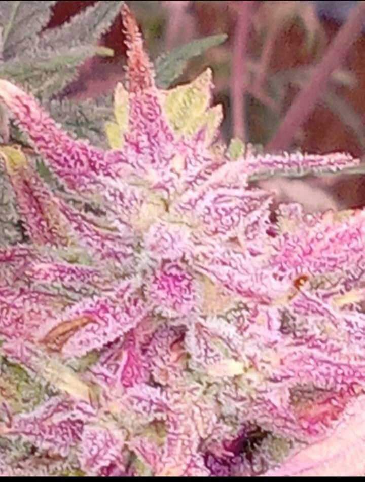 Grimey Bubblegum Auto Regulars Sativa Dominant Hybrid With Slap - Image 3
