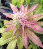 Grimey Bubblegum Auto Regulars Sativa Dominant Hybrid With Slap - Image 8