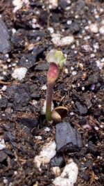 Grimey Bubblegum Auto Regulars Sativa Dominant Hybrid With Slap - Image 11