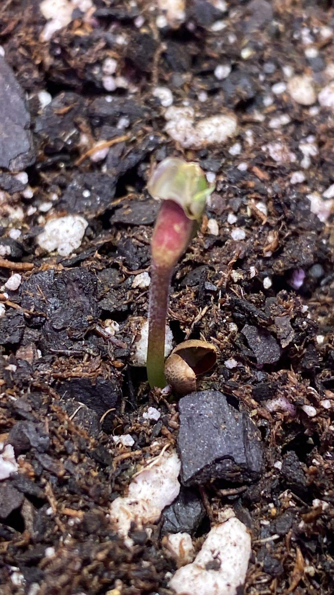 Grimey Bubblegum Auto Regulars Sativa Dominant Hybrid With Slap - Image 11