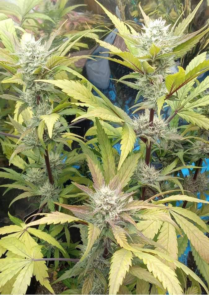 Grimey Bubblegum Auto Regulars Sativa Dominant Hybrid With Slap - Image 7