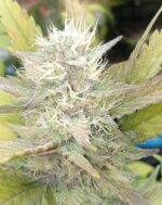 Grimey Bubblegum Auto Regulars Sativa Dominant Hybrid With Slap