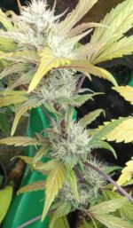Grimey Bubblegum Auto Regulars Sativa Dominant Hybrid With Slap - Image 9