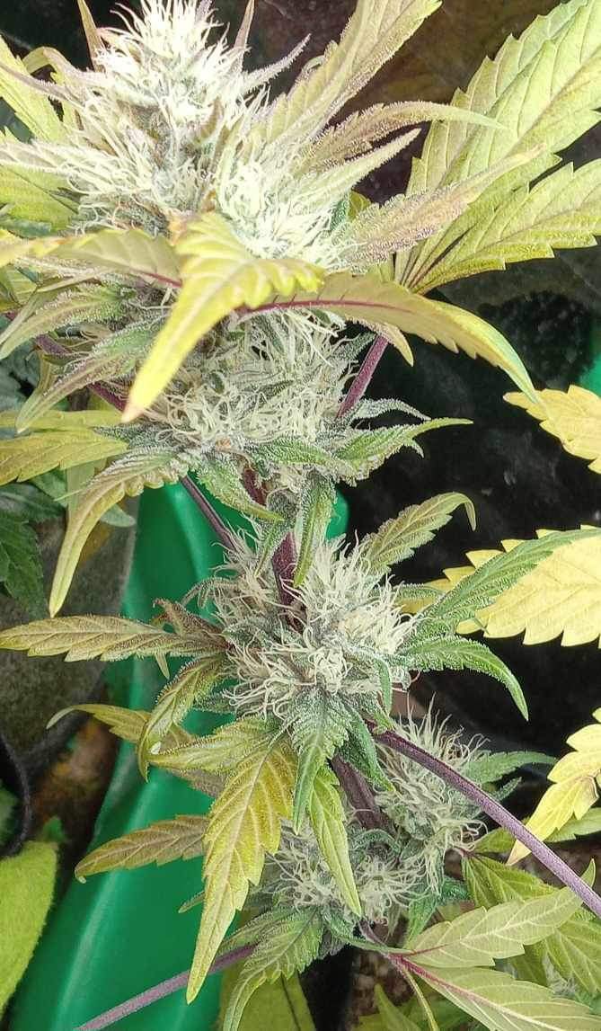 Grimey Bubblegum Auto Regulars Sativa Dominant Hybrid With Slap - Image 9