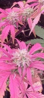Grimey Bubblegum Auto Regulars Sativa Dominant Hybrid With Slap - Image 4