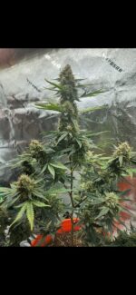 Grimey Bubblegum Auto Regulars Sativa Dominant Hybrid With Slap - Image 6
