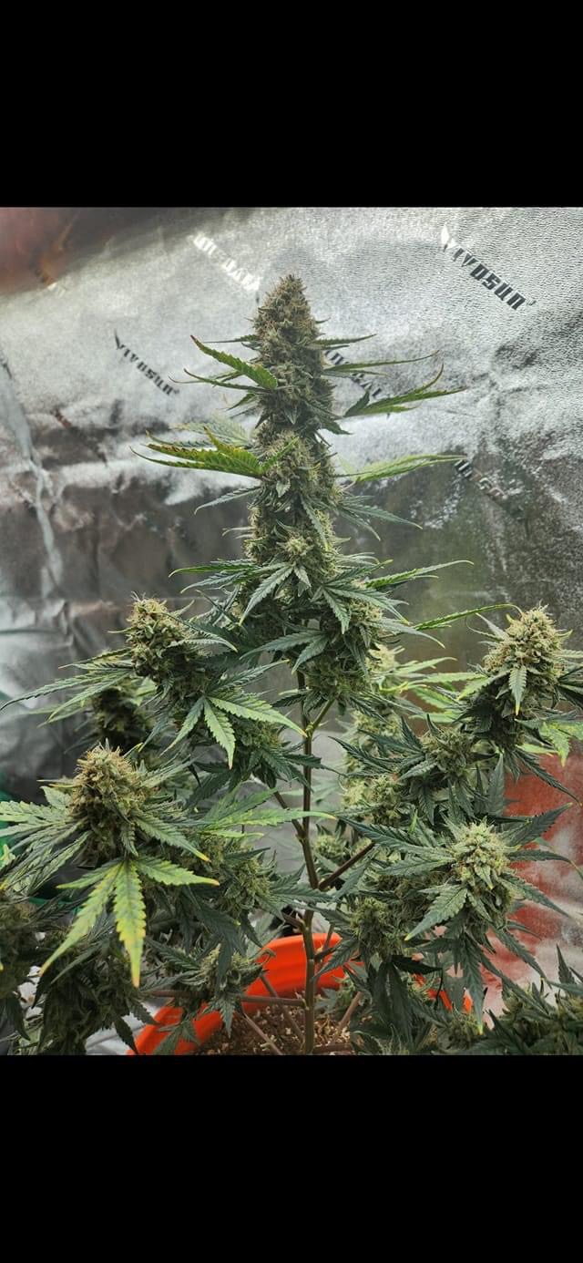 Grimey Bubblegum Auto Regulars Sativa Dominant Hybrid With Slap - Image 6