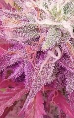 Grimey Bubblegum Auto Regulars Sativa Dominant Hybrid With Slap - Image 10