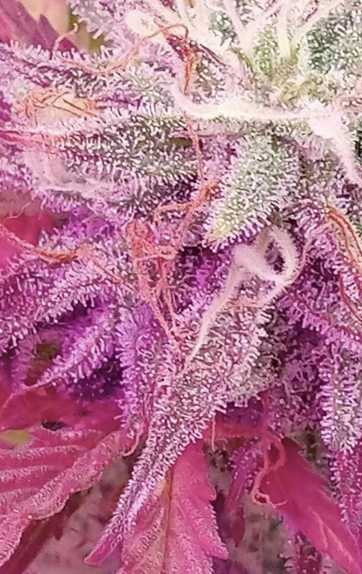 Grimey Bubblegum Auto Regulars Sativa Dominant Hybrid With Slap - Image 10