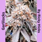 Garlilocks ΔG 50/50 Hybrid Auto Fem