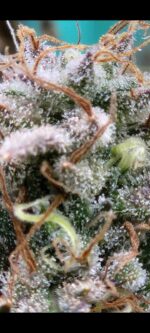 Strawberry Grimey Bubblegum Auto Regulars 50/50 Hybrid With Slap