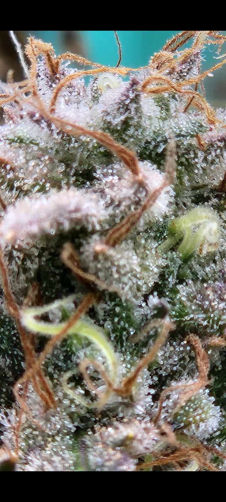 img_0937 Strawberry Grimey Bubblegum Auto Regulars 50/50 Hybrid With Slap - Image 1