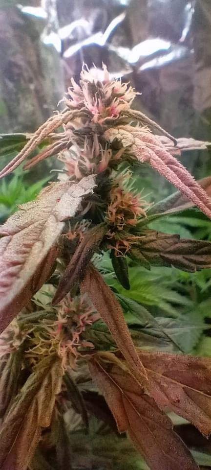 Strawberry Grimey Bubblegum Auto Regulars 50/50 Hybrid With Slap - Image 3