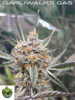 Garliwalks Gas  With Poster Piece Slap