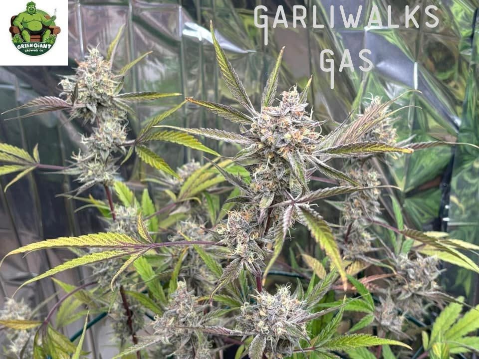 Garliwalks Gas  With Poster Piece Slap - Image 2