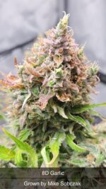 8D Garlic With Poster Piece Slap - Image 3