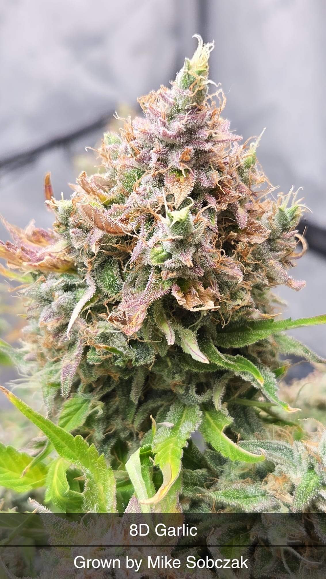 8D Garlic With Poster Piece Slap - Image 3