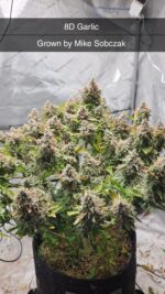 8D Garlic With Poster Piece Slap - Image 2