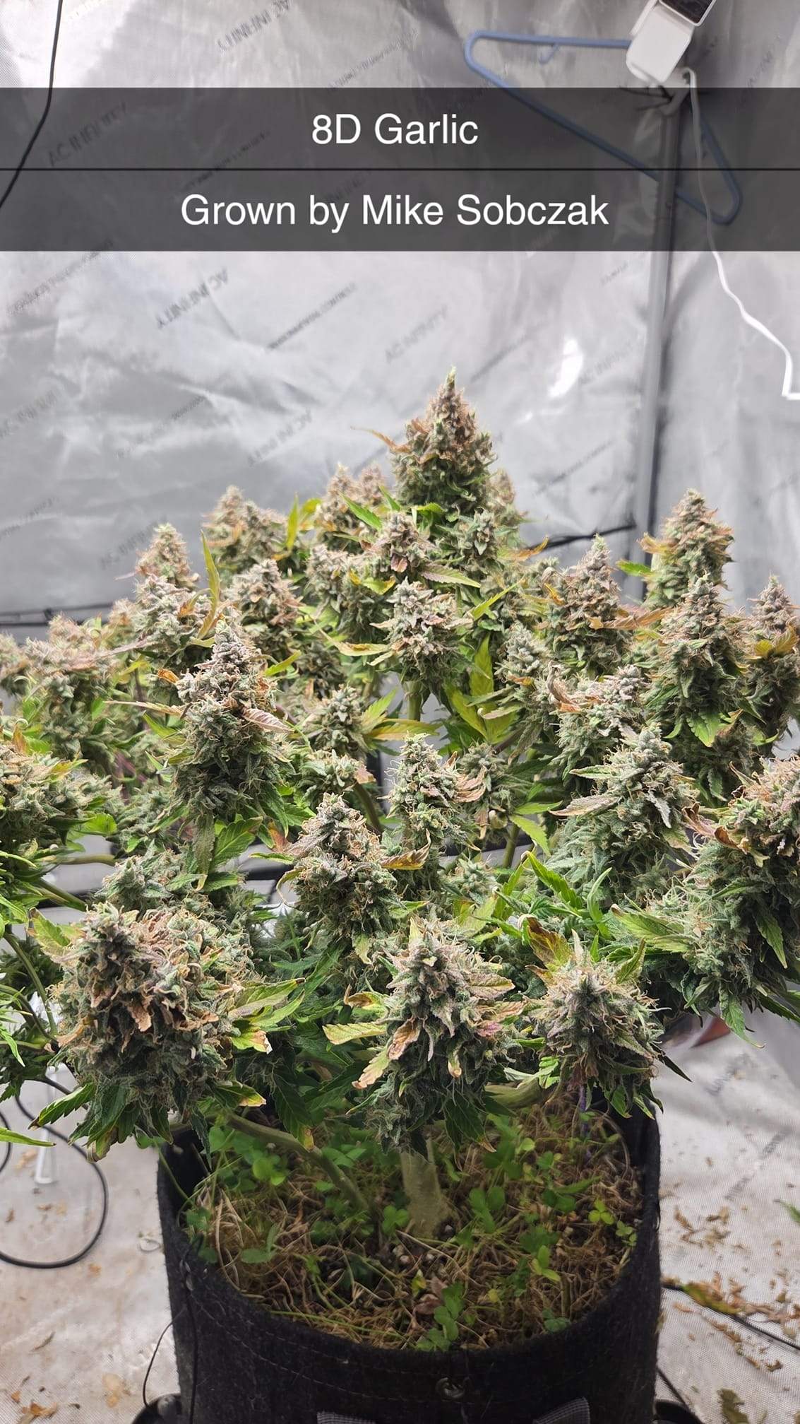 8D Garlic With Poster Piece Slap - Image 2