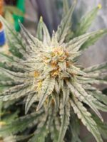 Nugz' Double Grape - Image 2