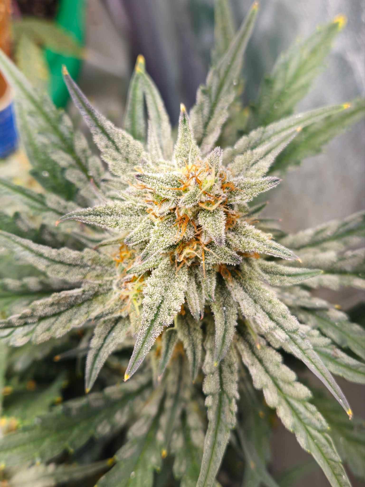 Nugz' Double Grape - Image 2