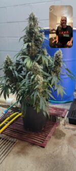 Gnomish Skunk - Image 2