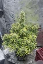 Mini Bubble Bucket by Permanent Farms - Image 2